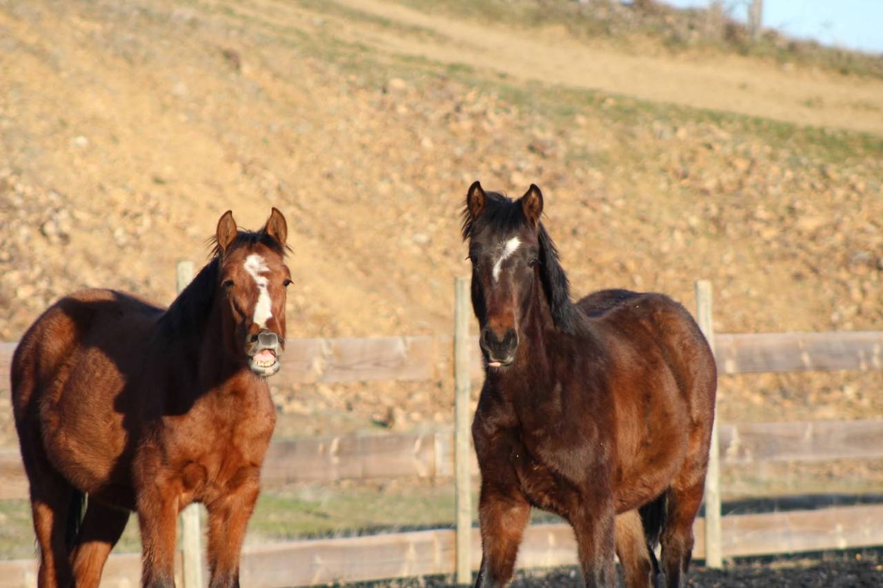 Gelding PRE Pure Spanish Bred For sale 2025 Bay