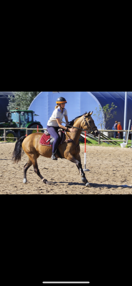 Mare No Origin Recorded For sale 2018 Buckskin