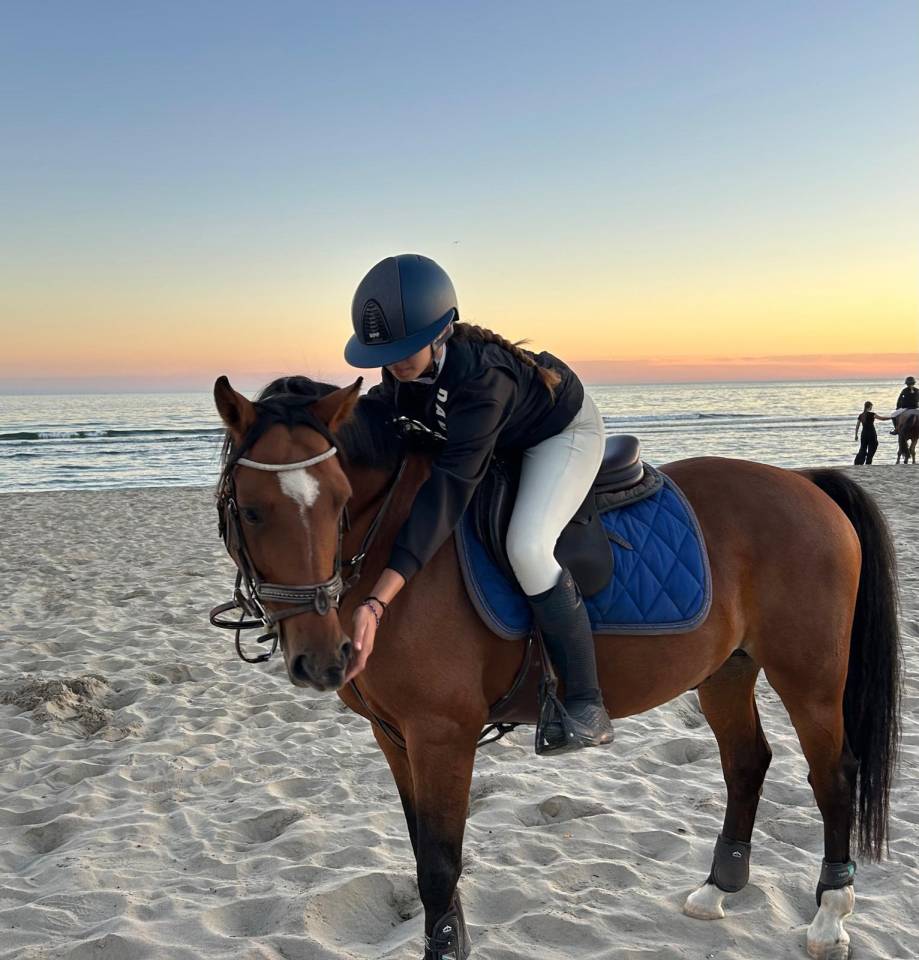 Entire French Saddle Pony For sale 2012 Bay