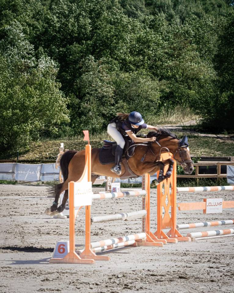 Entire French Saddle Pony For sale 2012 Bay