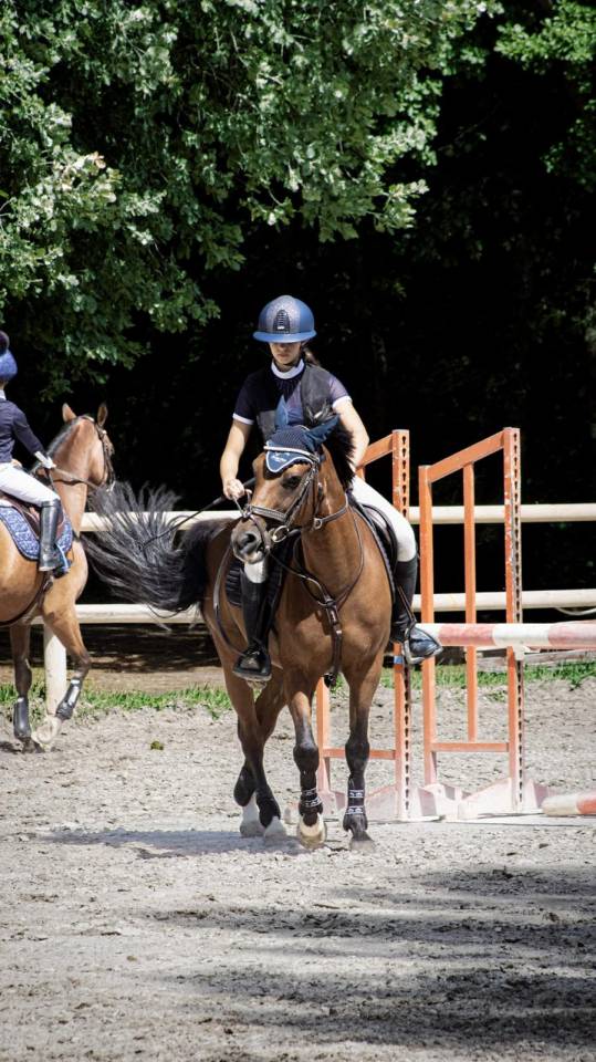 Entire French Saddle Pony For sale 2012 Bay