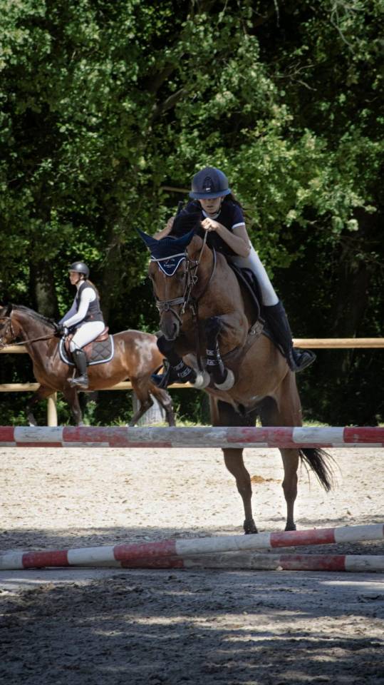 Entire French Saddle Pony For sale 2012 Bay