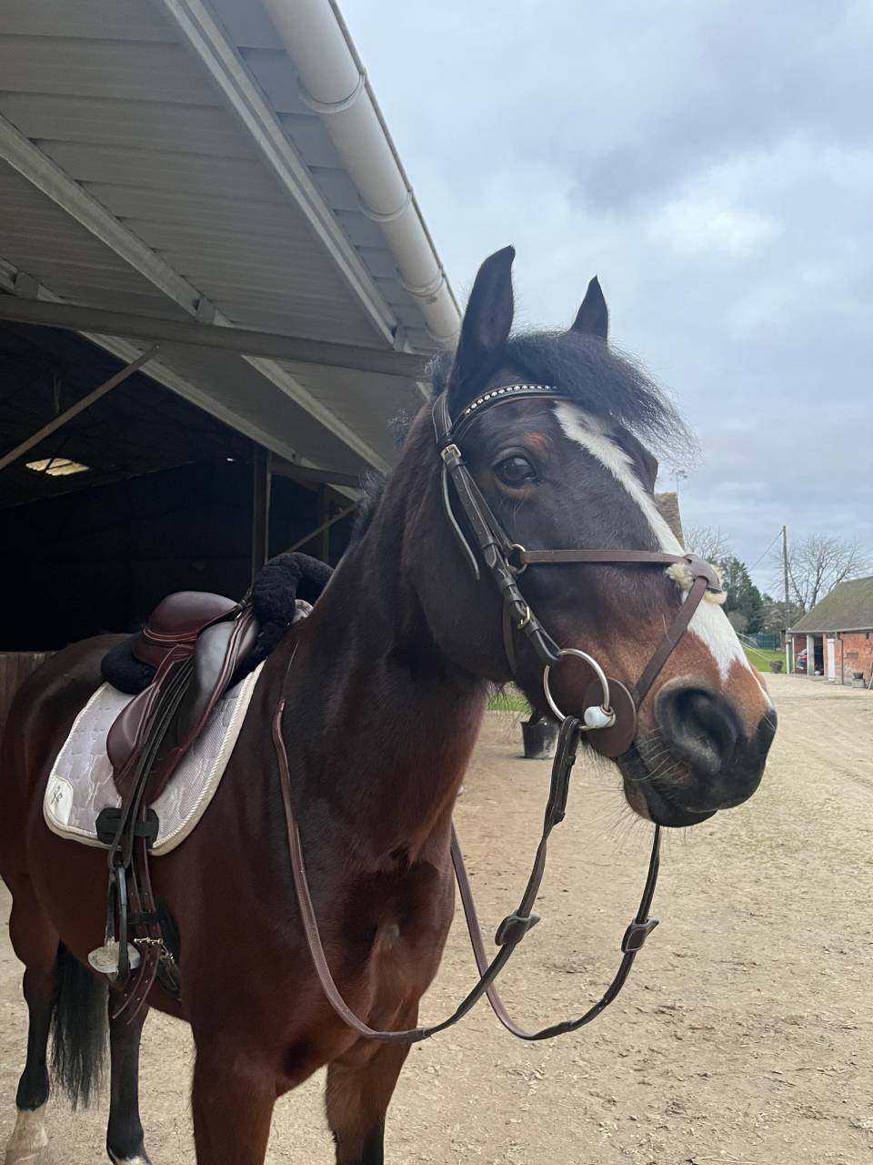 Mare French Saddle Pony For loan 2010 Bay