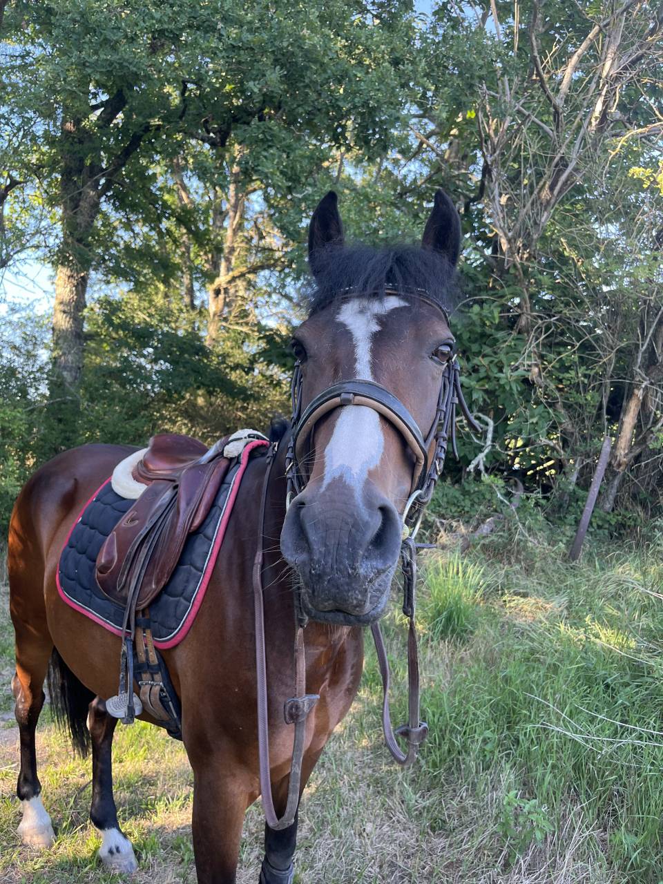 Mare French Saddle Pony For loan 2010 Bay