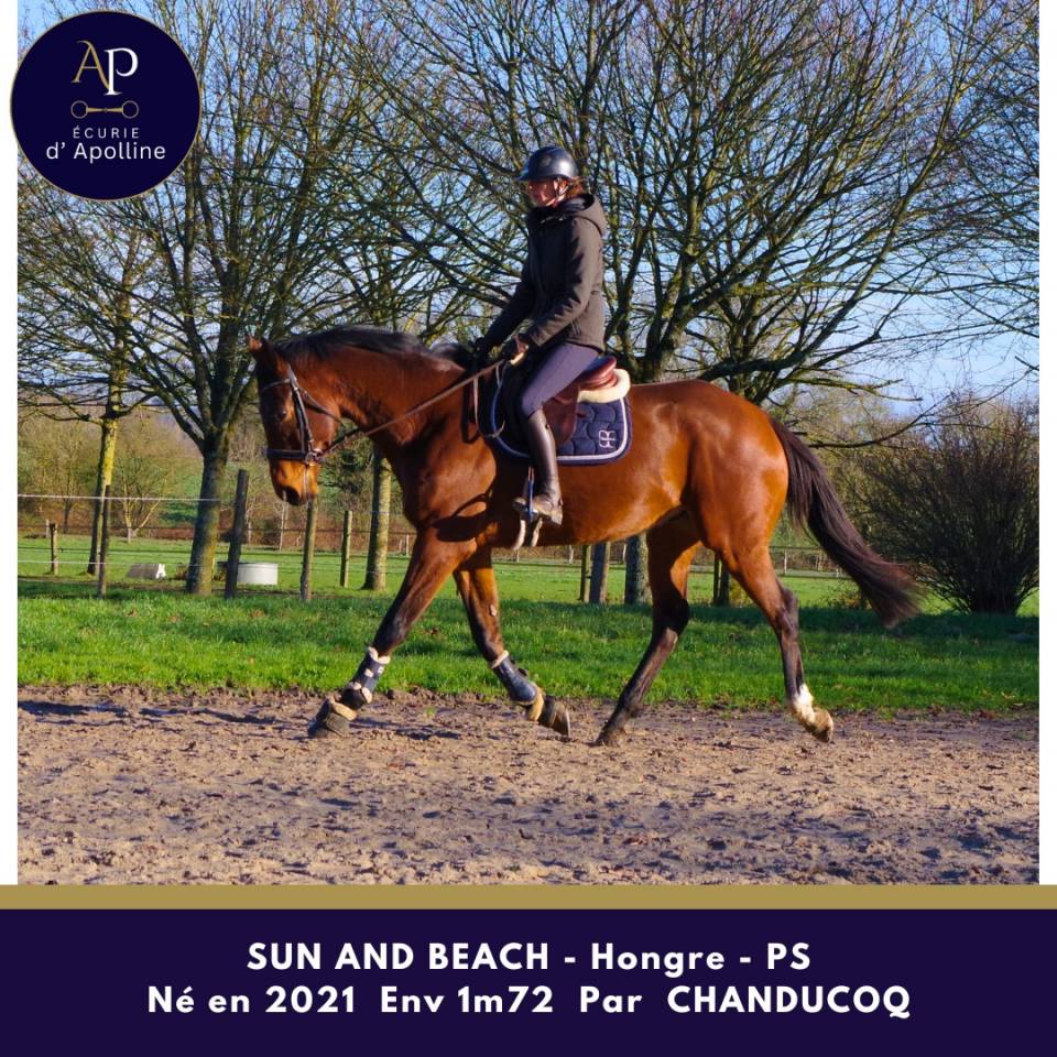 Gelding Thoroughbred For sale 2021 Bay