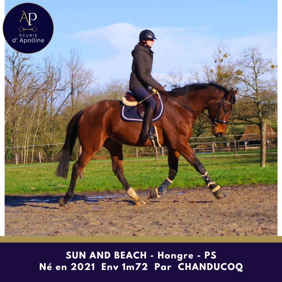 Gelding Thoroughbred For sale 2021 Bay