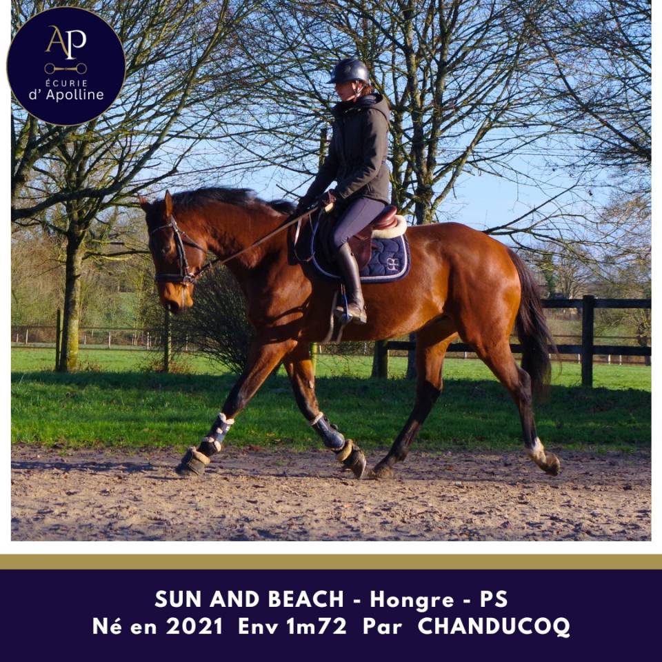 Gelding Thoroughbred For sale 2021 Bay