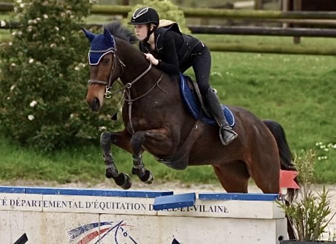 Gelding Thoroughbred For sale 2018 Bay