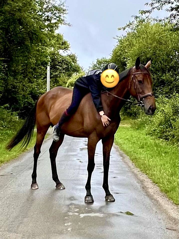 Gelding Thoroughbred For sale 2018 Bay