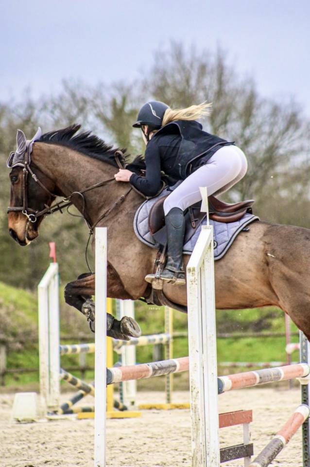 Gelding Thoroughbred For sale 2018 Bay