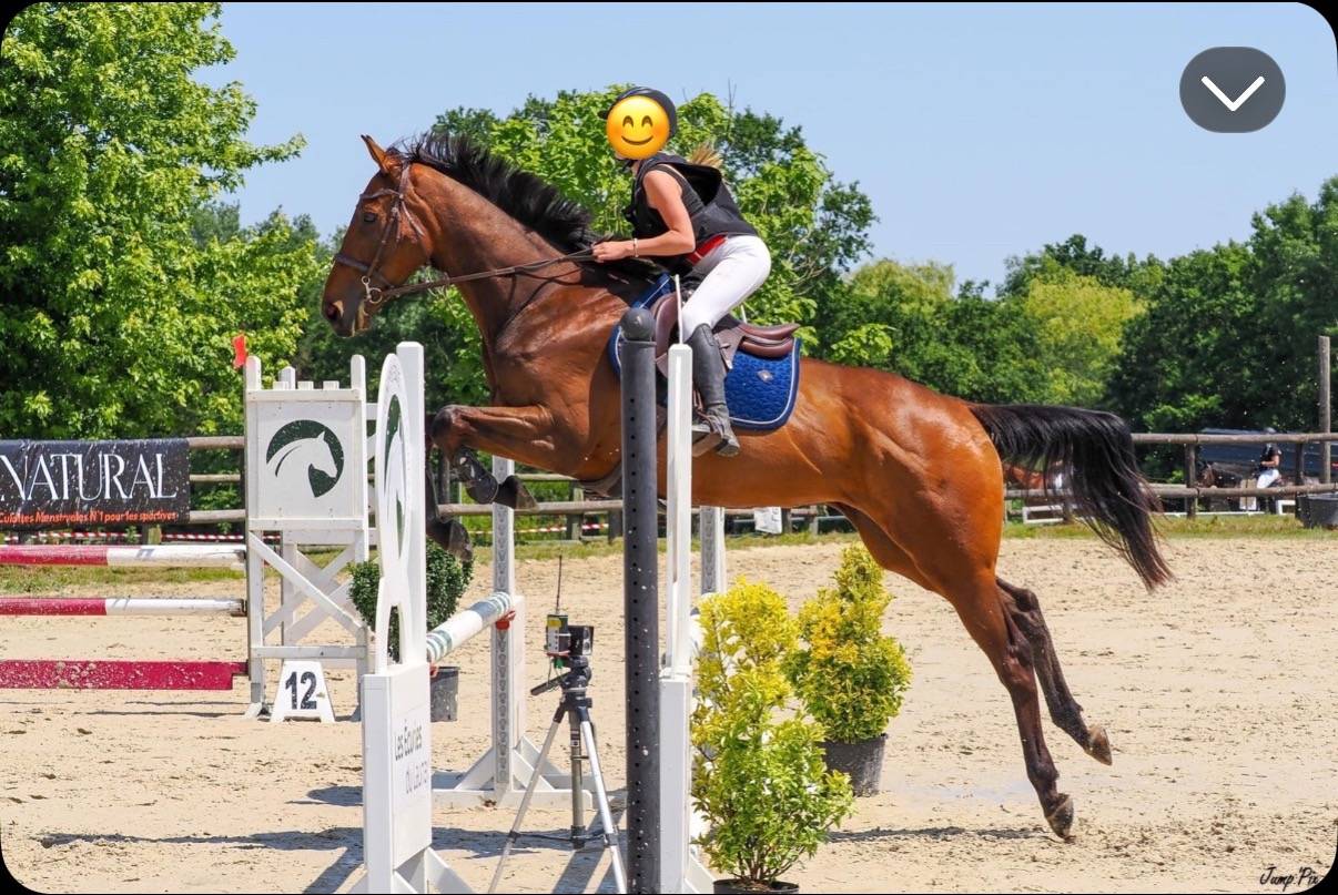 Gelding Thoroughbred For sale 2018 Bay