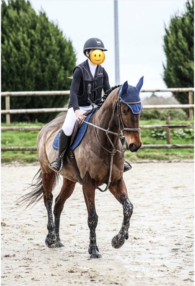 Gelding Thoroughbred For sale 2018 Bay