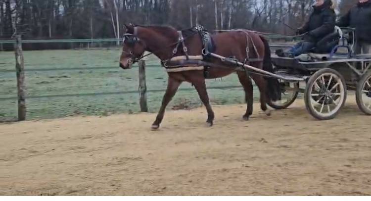 Gelding French Saddle Pony For sale 2021 Bay