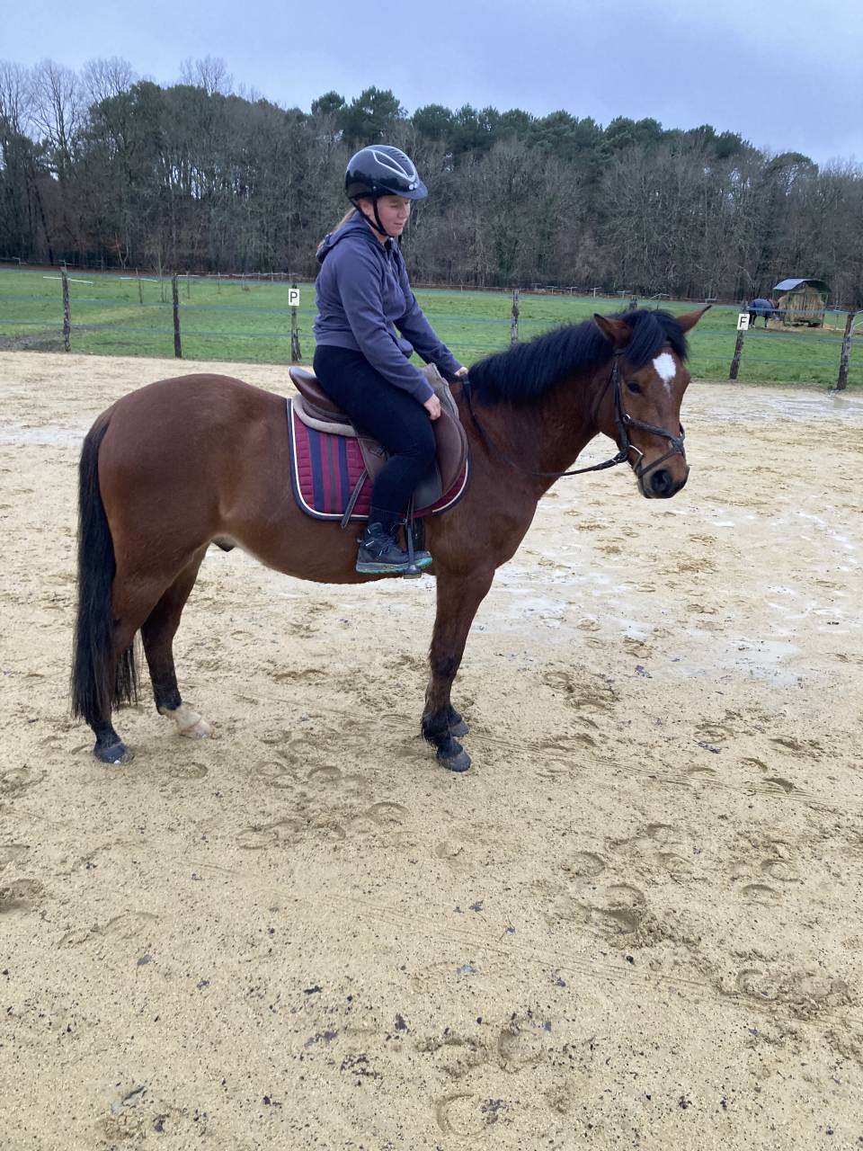 Gelding French Saddle Pony For sale 2021 Bay