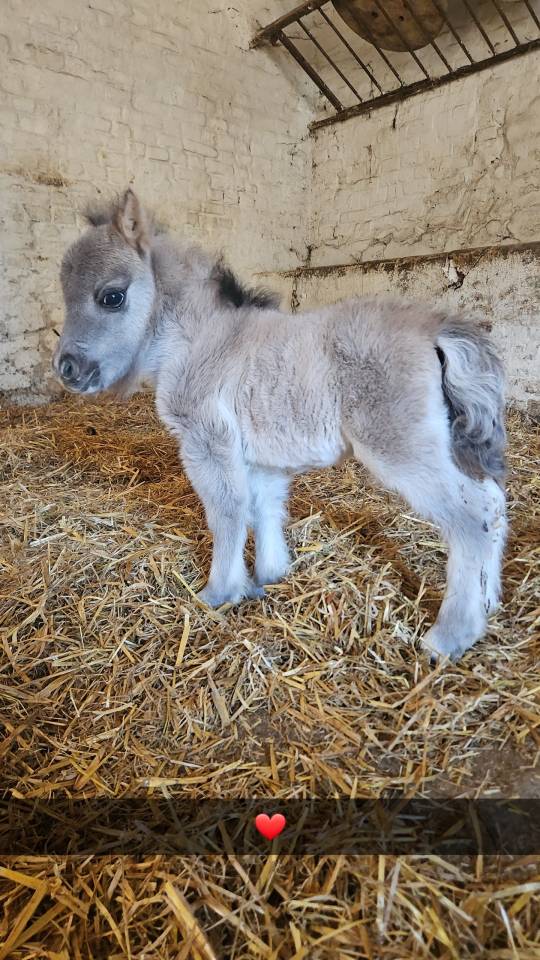 Mare Other Pony Breed For sale 2021 Black