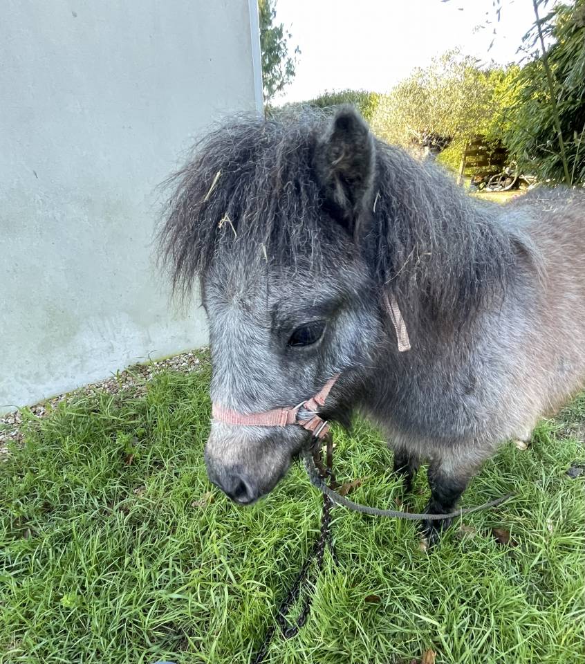 Colt Shetland Pony For sale 2025 Grey