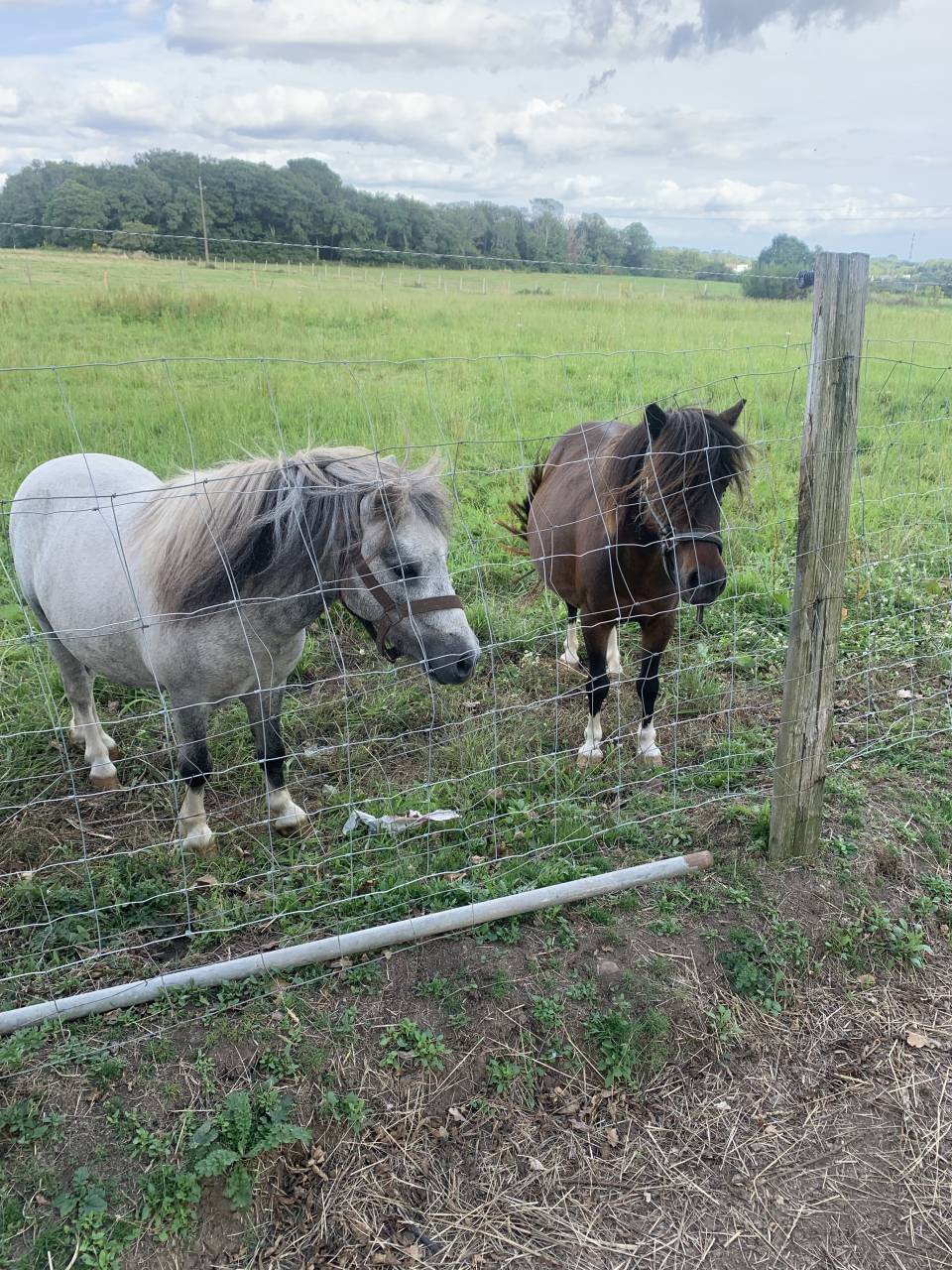 Colt Shetland Pony For sale 2025 Grey