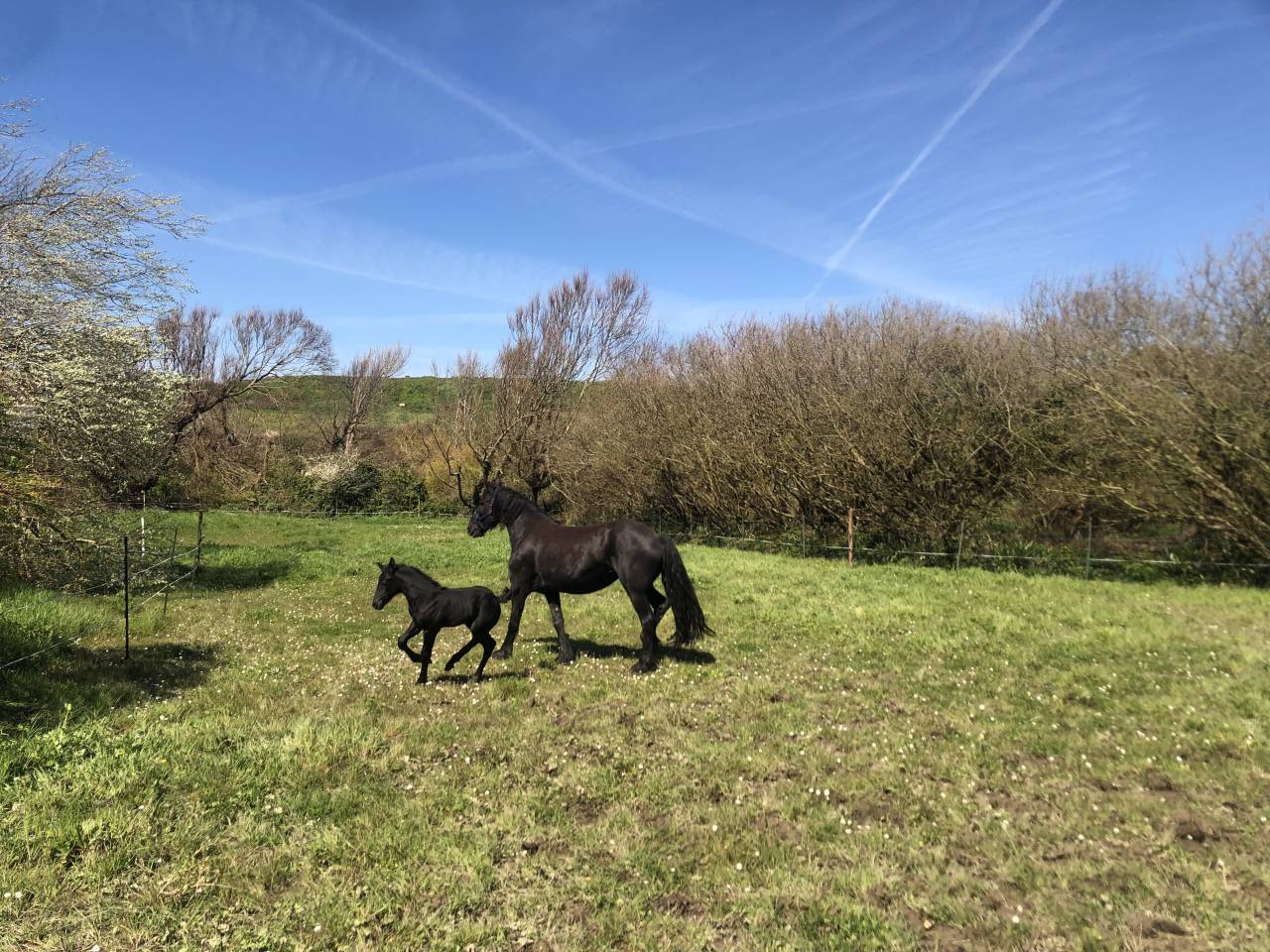 Equestrian property  Finist&egrave;re