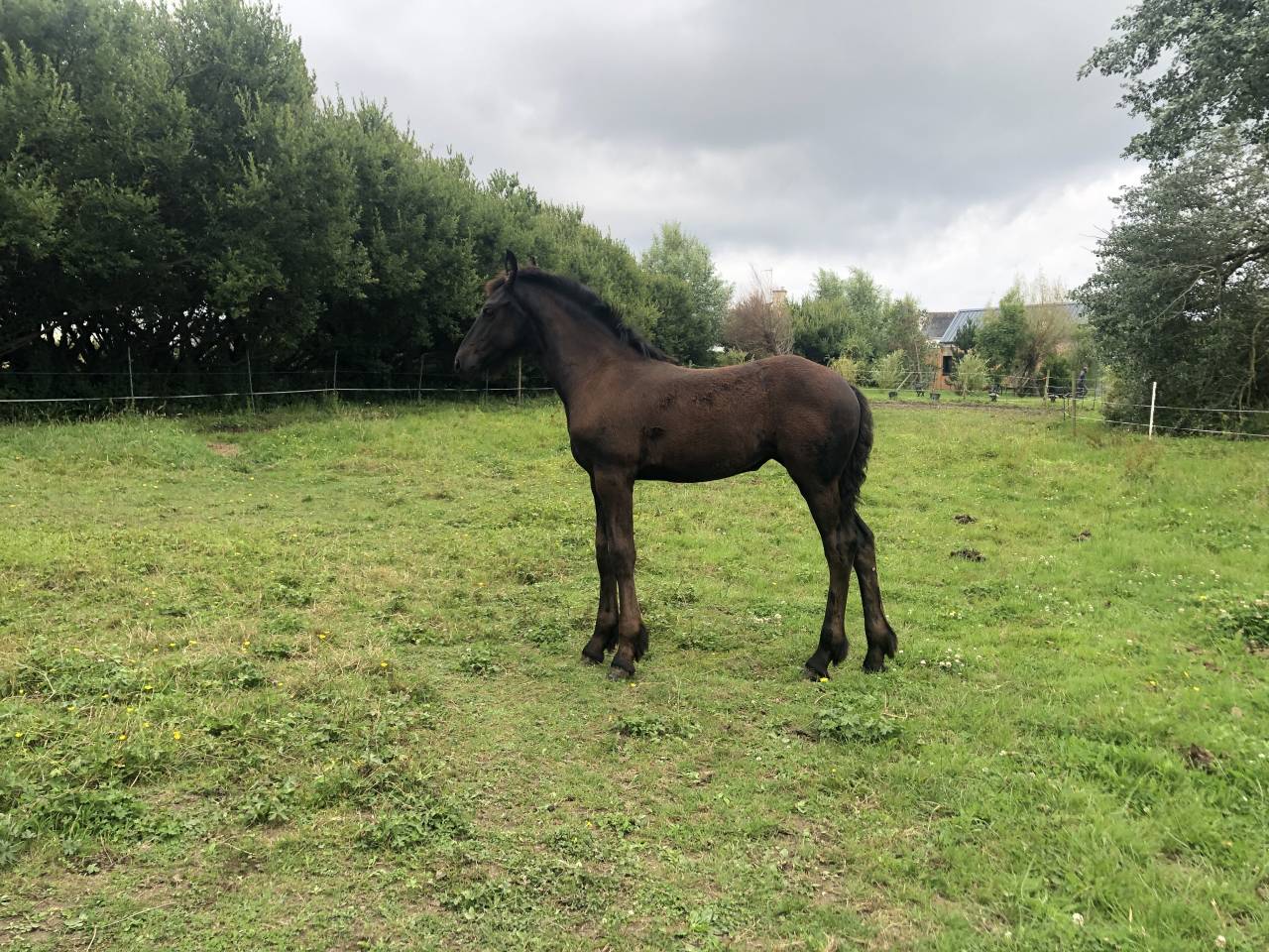 Equestrian property  Finist&egrave;re