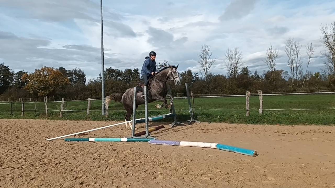 Gelding Selle Fran&ccedil;ais For sale 2022 Grey
