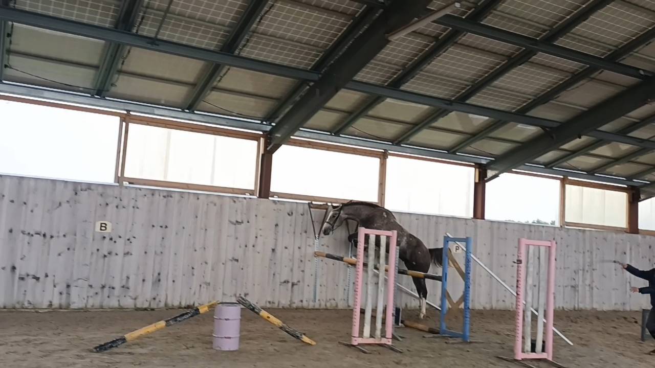 Gelding Selle Fran&ccedil;ais For sale 2022 Grey