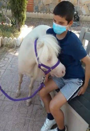 Mare Other Pony Breed For sale 2015 Cremello