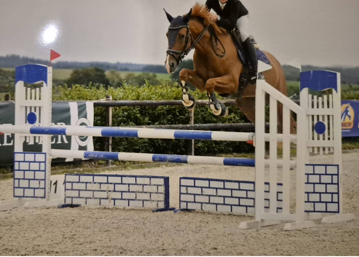 Mare sBs Belgian Warmblood For sale 2017 Chesnut