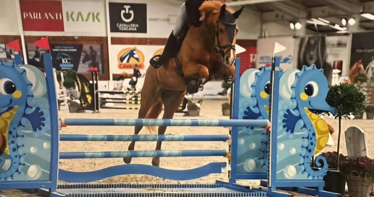 Mare sBs Belgian Warmblood For sale 2017 Chesnut