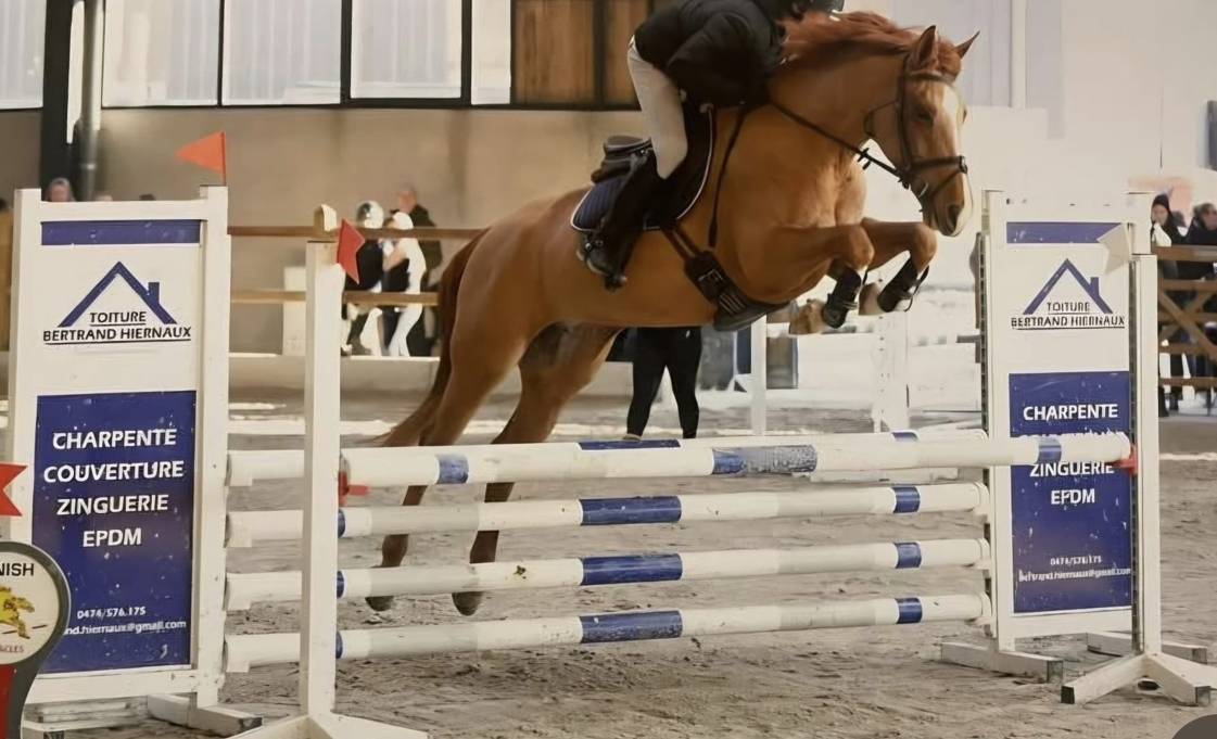 Mare sBs Belgian Warmblood For sale 2017 Chesnut