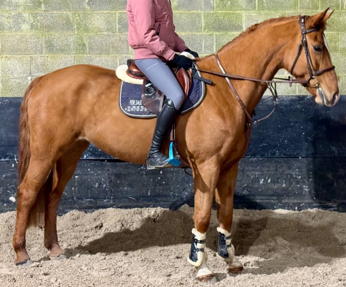 Mare sBs Belgian Warmblood For sale 2017 Chesnut