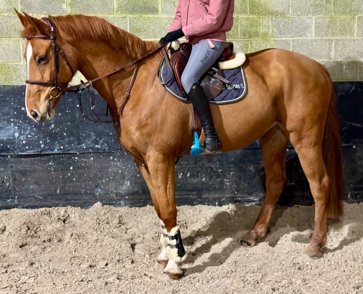 Mare sBs Belgian Warmblood For sale 2017 Chesnut