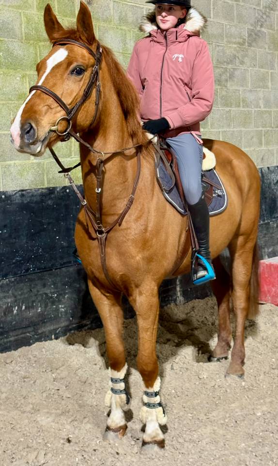 Mare sBs Belgian Warmblood For sale 2017 Chesnut