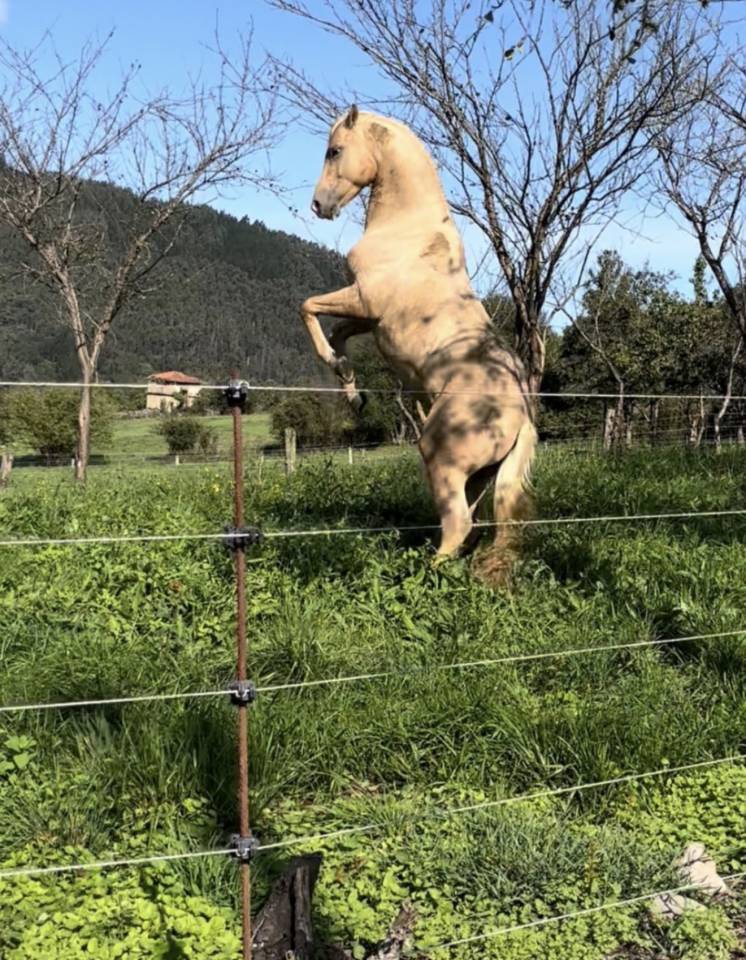 &Uacute;nico de Tam - Anglo-Arabian 2018