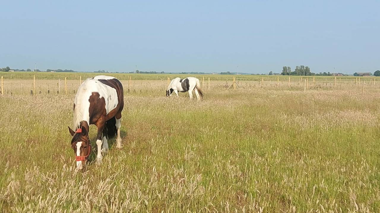 Approx 4 or 6 acres Equestrian land for sale