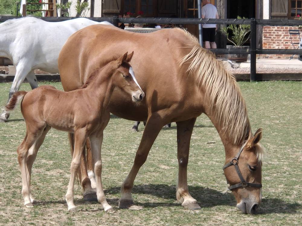 Colt French Saddle Pony For sale 2025 Chesnut