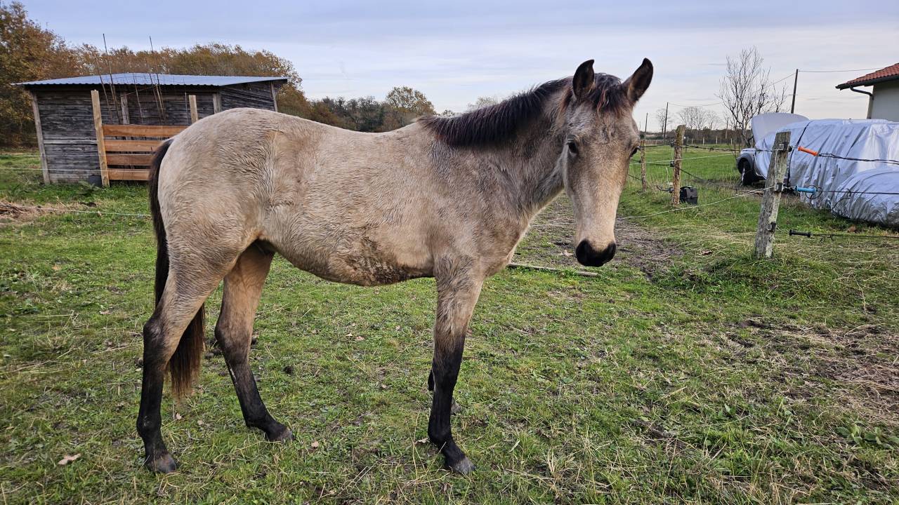 Gelding French Saddle Pony For sale 2024 Buckskin