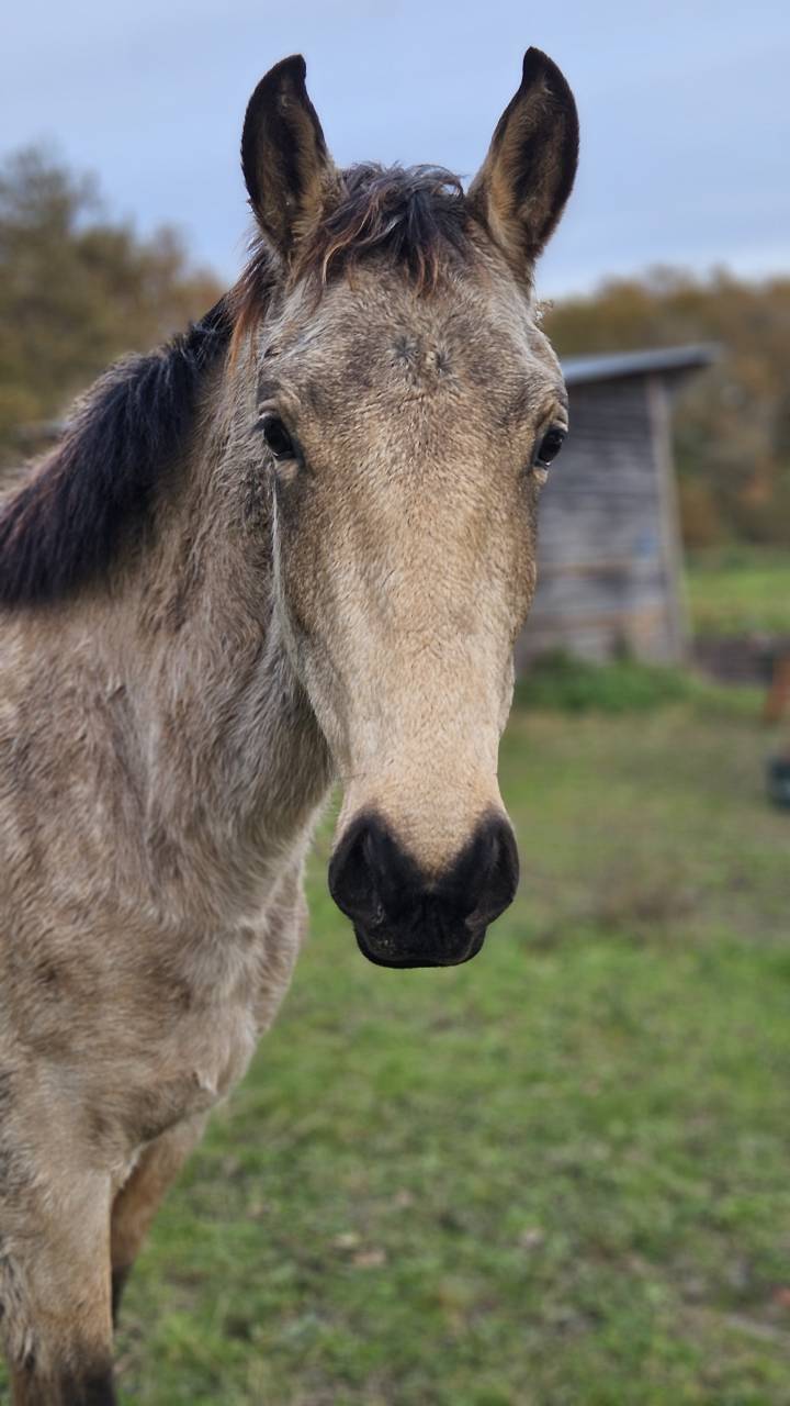 Gelding French Saddle Pony For sale 2024 Buckskin