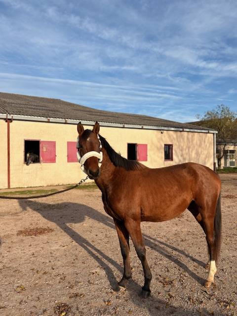 Entire Selle Fran&ccedil;ais For sale 2023 Bay