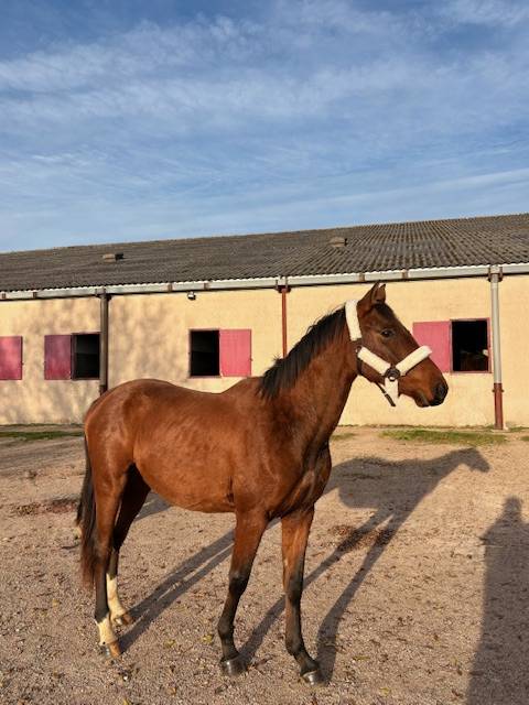 Entire Selle Fran&ccedil;ais For sale 2023 Bay