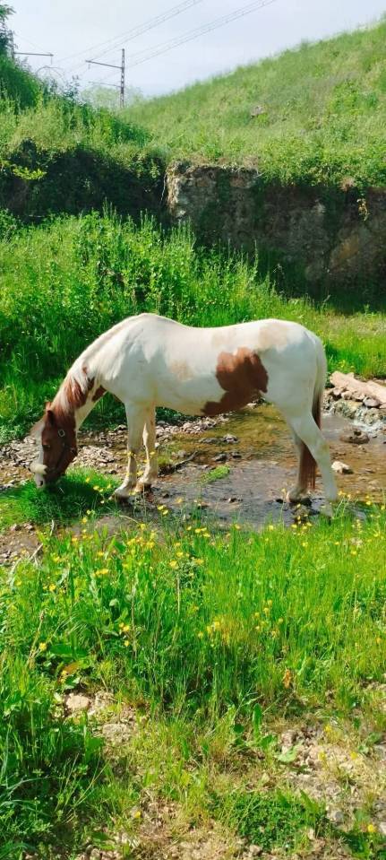 Mare Other Pony Breed For loan 2008 Coloured