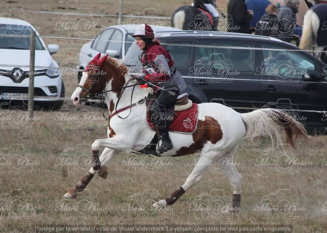 Mare Other Pony Breed For loan 2008 Coloured