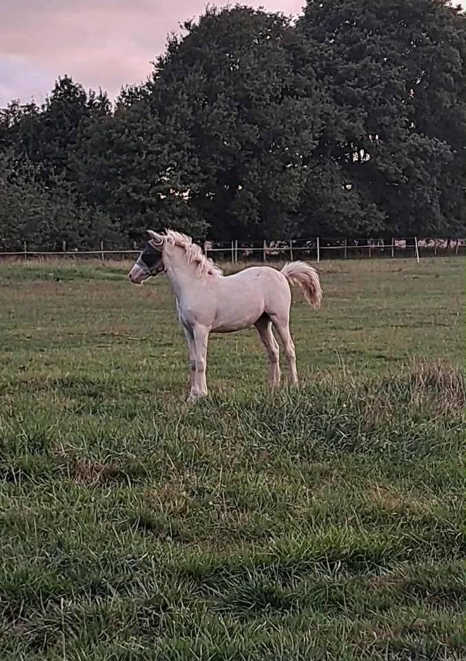 Filly New Forest For sale 2025 Cremello