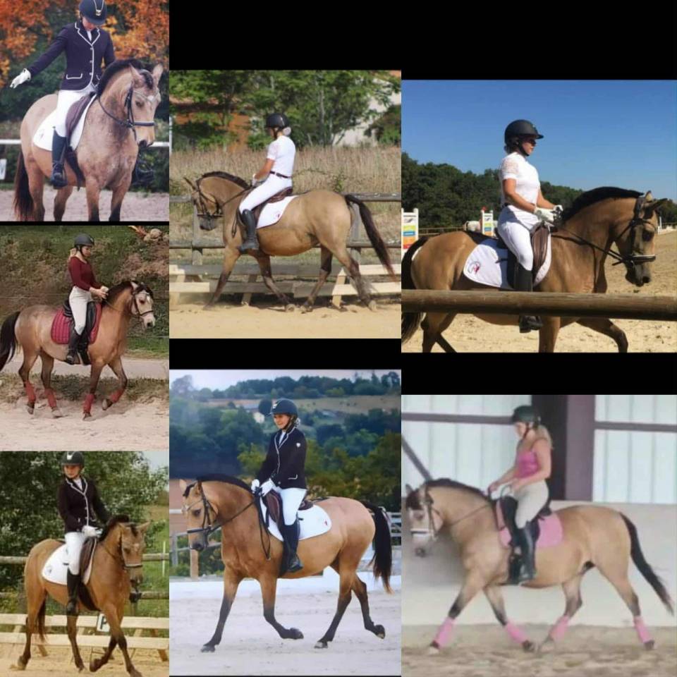 Filly New Forest For sale 2025 Cremello