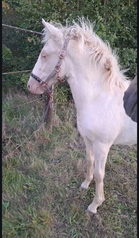 Filly New Forest For sale 2025 Cremello