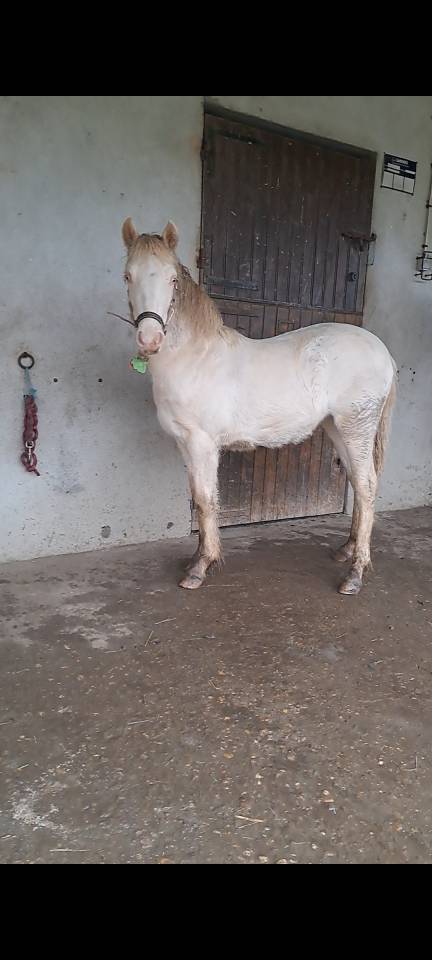 Filly New Forest For sale 2025 Cremello
