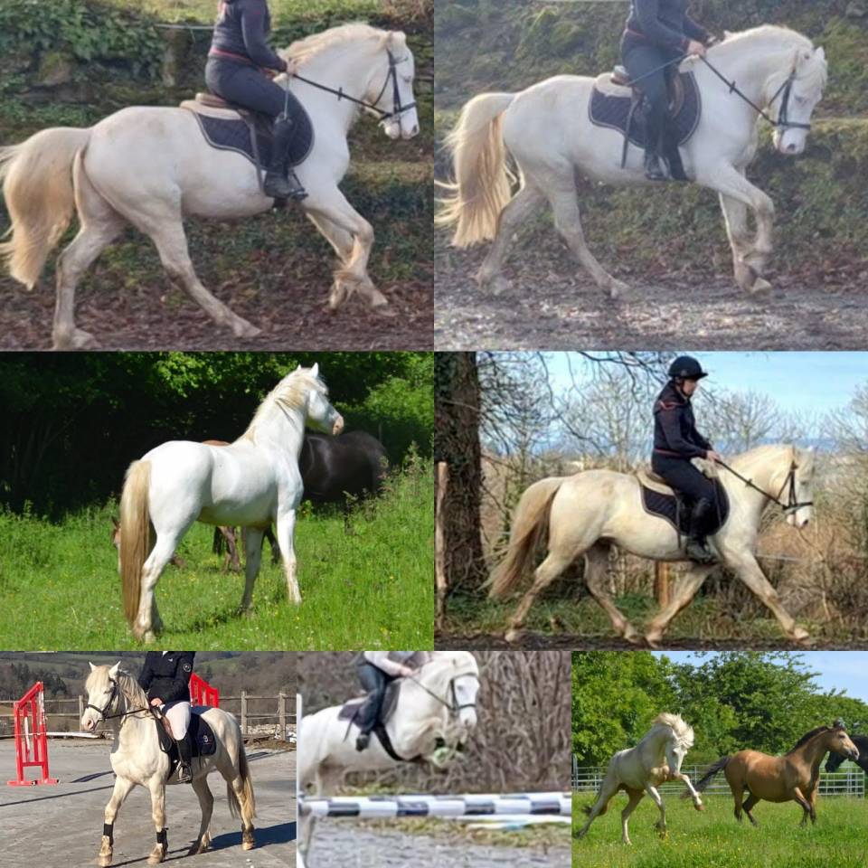 Filly New Forest For sale 2025 Cremello