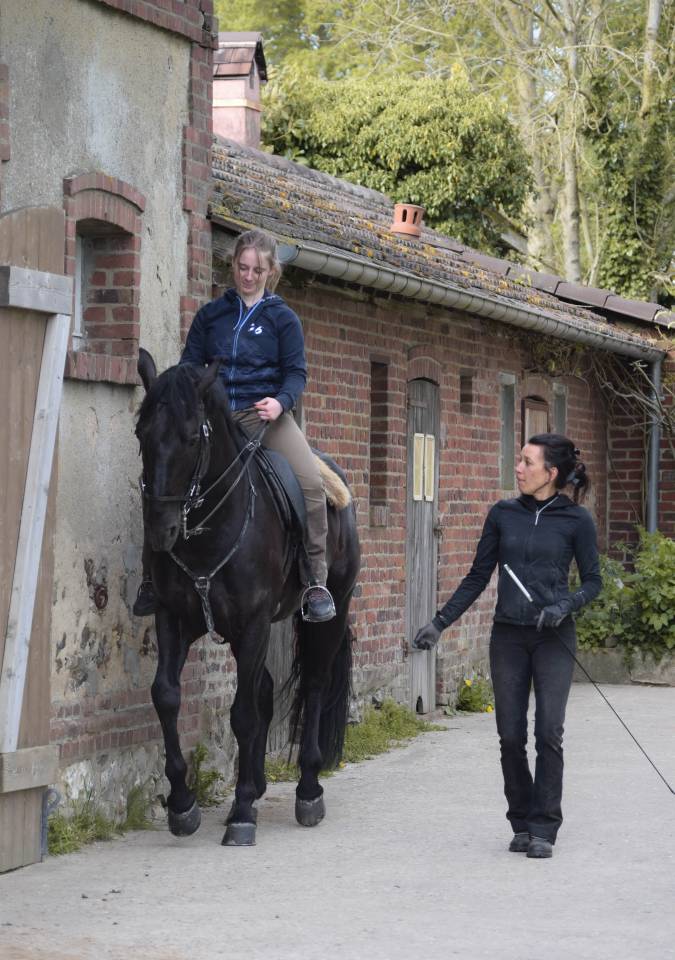 Entire Lusitano For sale 2017 Black