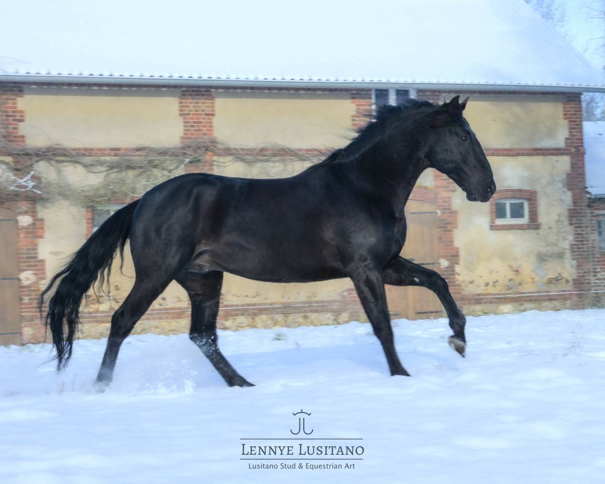 Entire Lusitano For sale 2017 Black