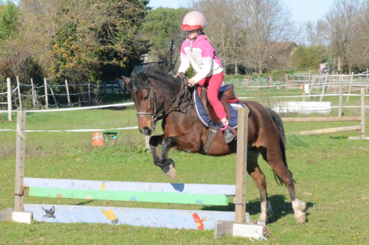 Mare Other Pony Breed For sale 2020 Bay