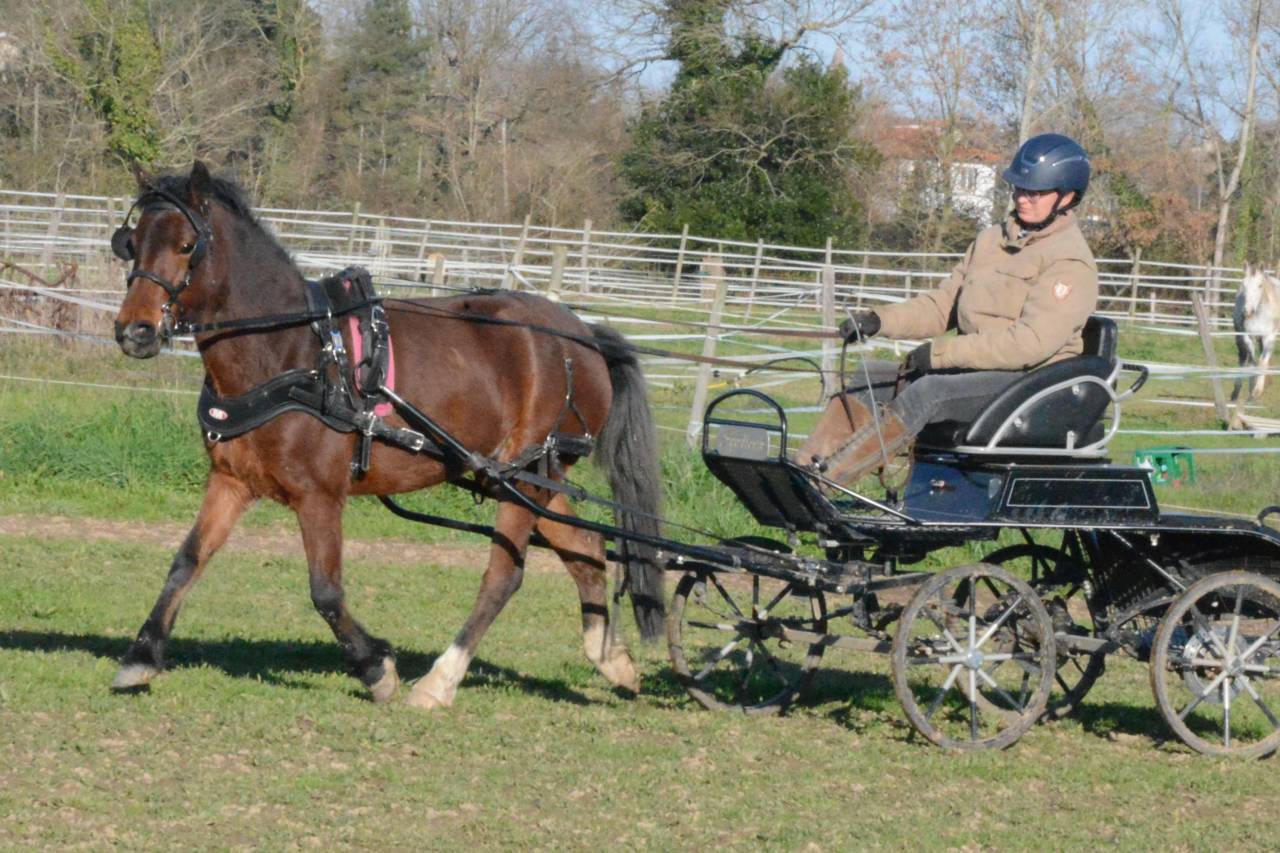 Mare Other Pony Breed For sale 2020 Bay